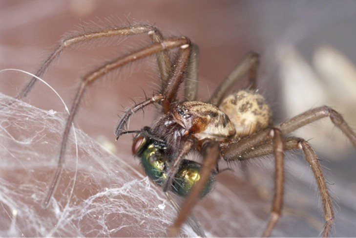 Avoiding Arachnids – What To Do When You Have A Spider Infestation