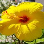 Types of Yellow Flowers to Include In Your Garden