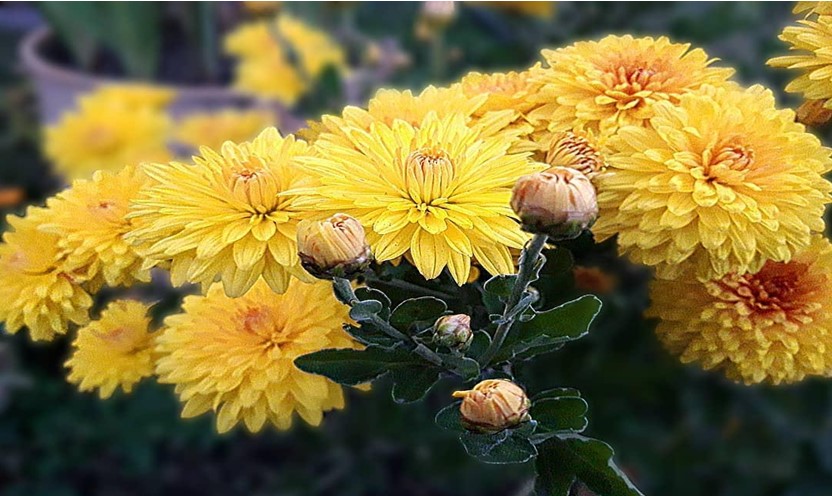 Yellow Flowers 5