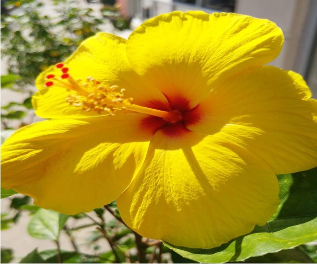 Types of Yellow Flowers to Include In Your Garden