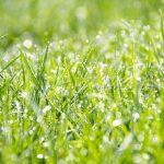 How to Care for Your Lawn in Extreme Weather Conditions