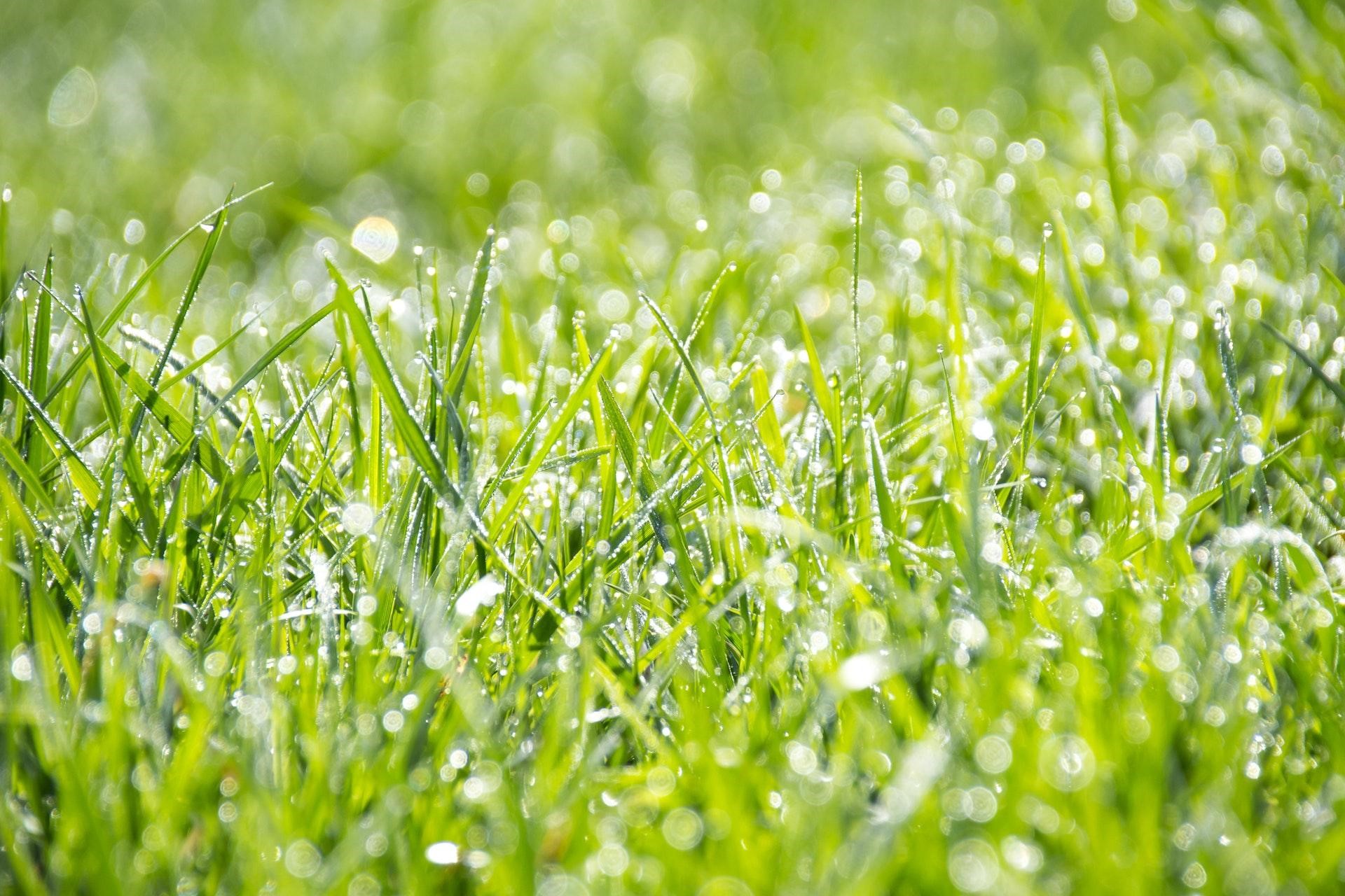 How to Care for Your Lawn in Extreme Weather Conditions