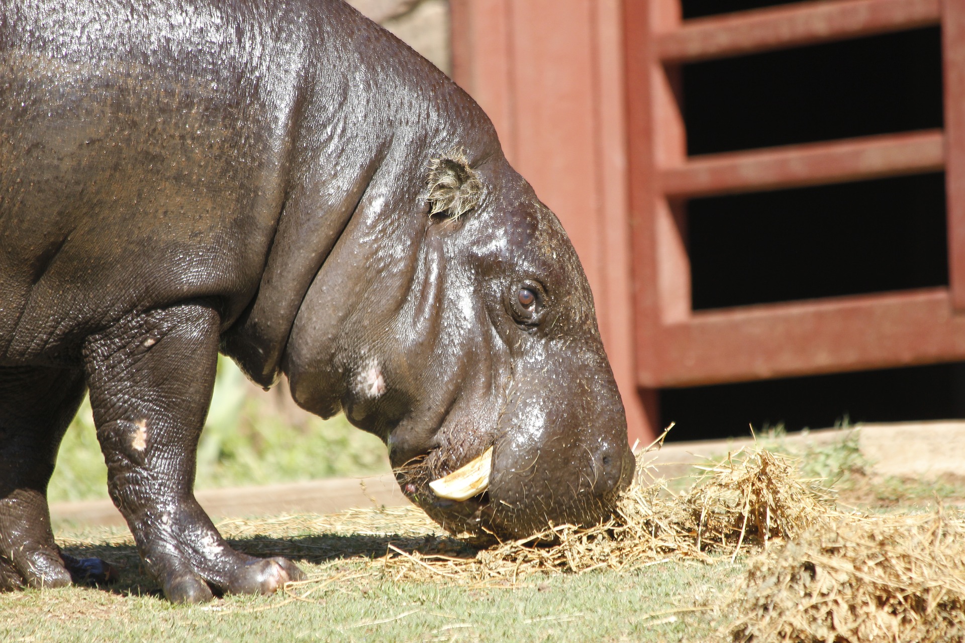 oklahoma-zoo-3724377_1920