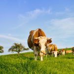 All You Need To Know About Animal Products Used As Ingredients In Food