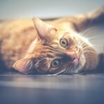 5 Tips for When to Give your Cat a Treat
