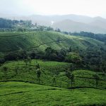 Planning a trip to Munnar: Guide