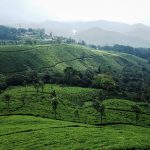 Planning a trip to Munnar: Guide