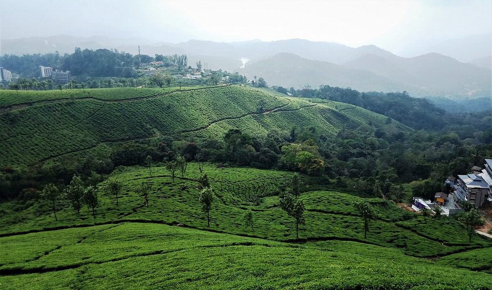 Planning a trip to Munnar: Guide