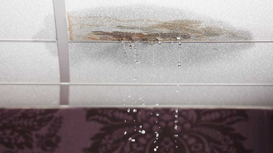 Why New Jersey Homes are Prone to Mold and Water Damage Inspection