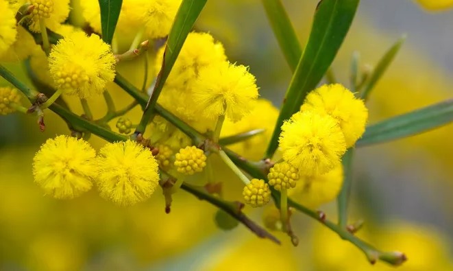 Golden Wattle