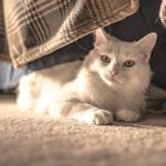 3 Tips to Buying the Best Carpet for Pet Owners