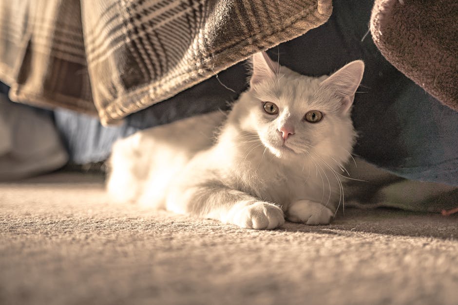 3 Tips to Buying the Best Carpet for Pet Owners