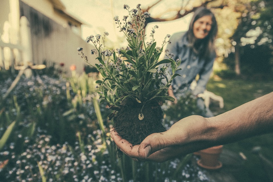 How garden maintenance is unique in Australia