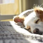4 Tips for Natural Pet Healthcare
