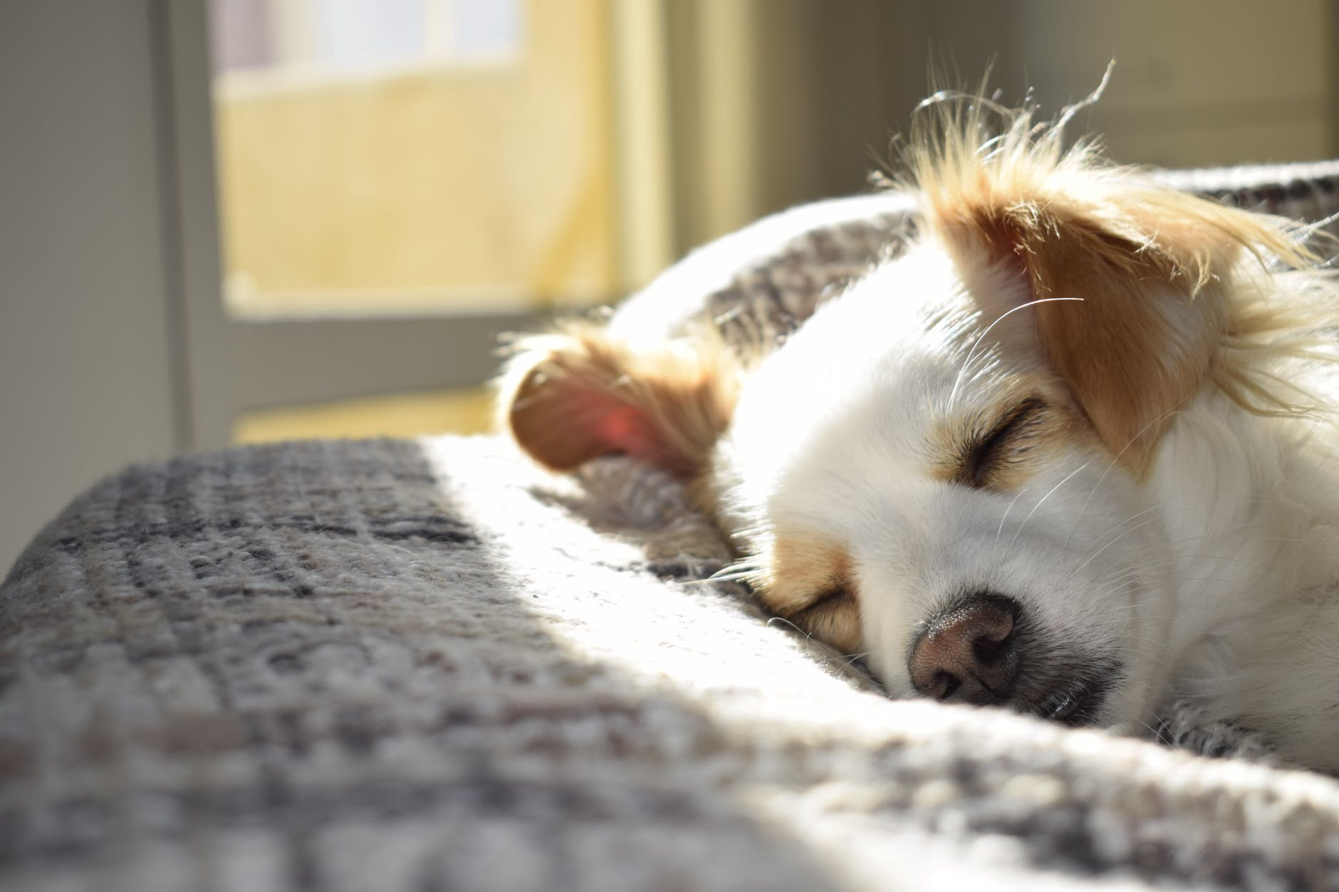 4 Tips for Natural Pet Healthcare