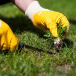 5 Weed Control Tips for a Healthy Lawn