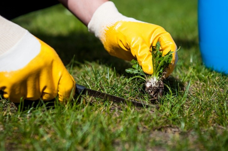5 Weed Control Tips for a Healthy Lawn