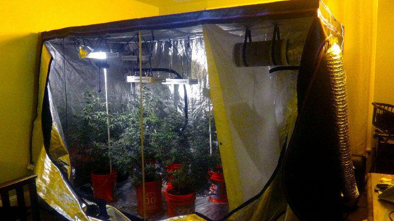 7 Best Reasons To Get A Grow Tent For Setting Your Garden