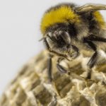 Five Basic Bee Removal Techniques to be Aware of