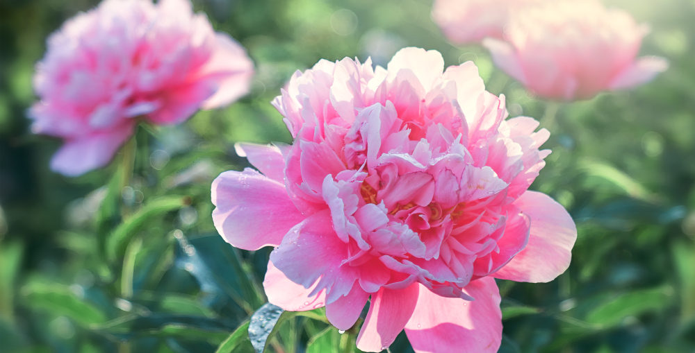 Use These Tried and True Flowering Peony and Perennials for Beautiful ...