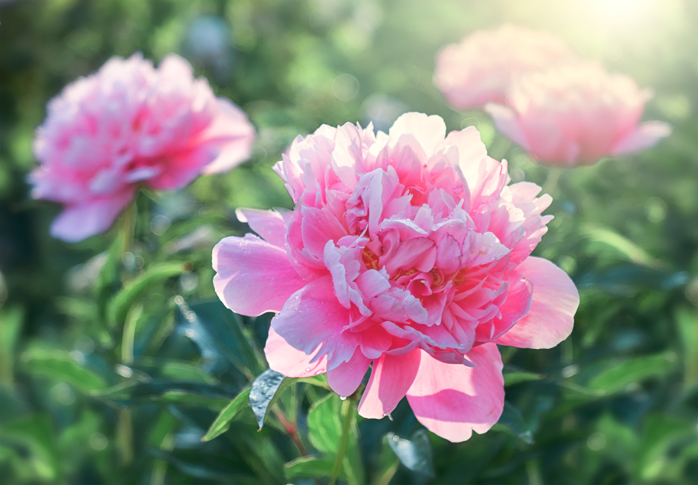 Use These Tried and True Flowering Peony and Perennials for Beautiful Blooms Every Year