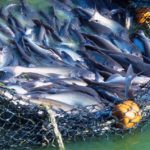 What Are the Top Performers Doing to Make Fish Farming More Sustainable?