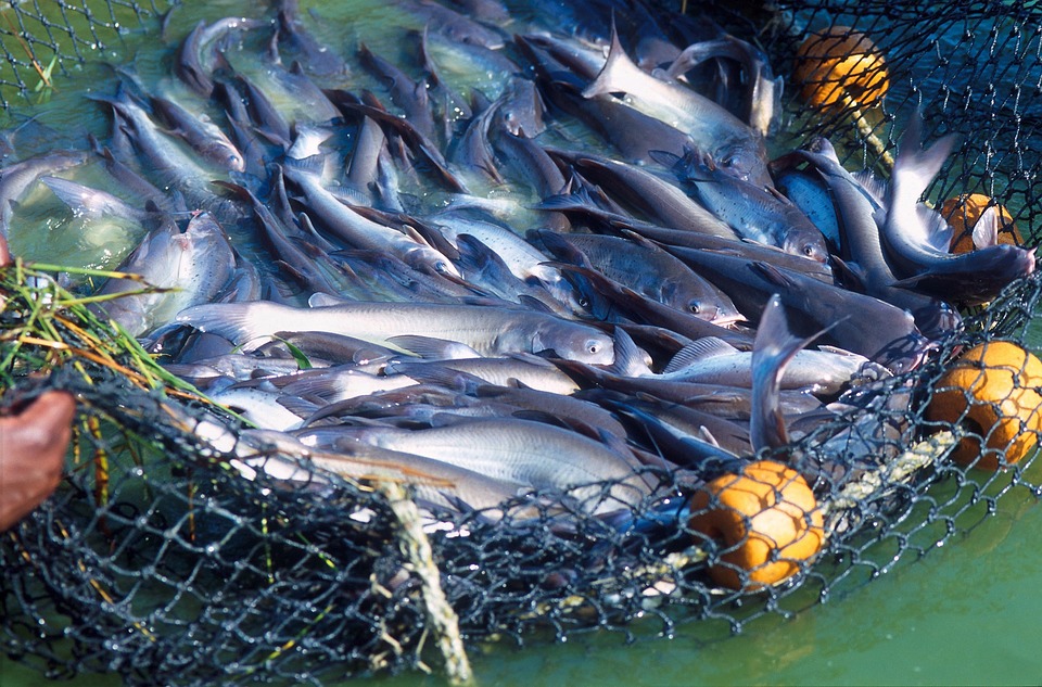 What Are the Top Performers Doing to Make Fish Farming More Sustainable?