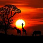 What To Expect on a Kenyan Safari