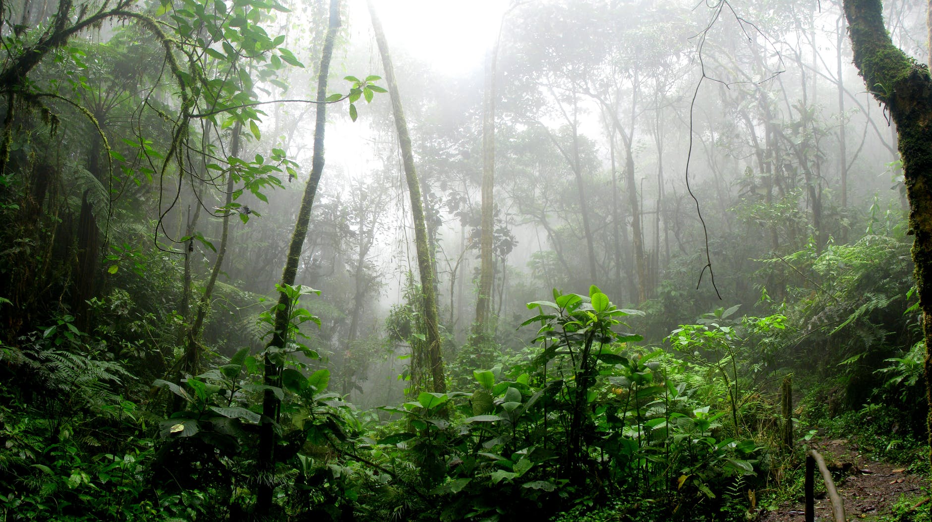 5 Must See Destinations While Exploring the Greatest Rainforests in The World