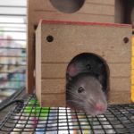 Alternative Methods for Mouse Control