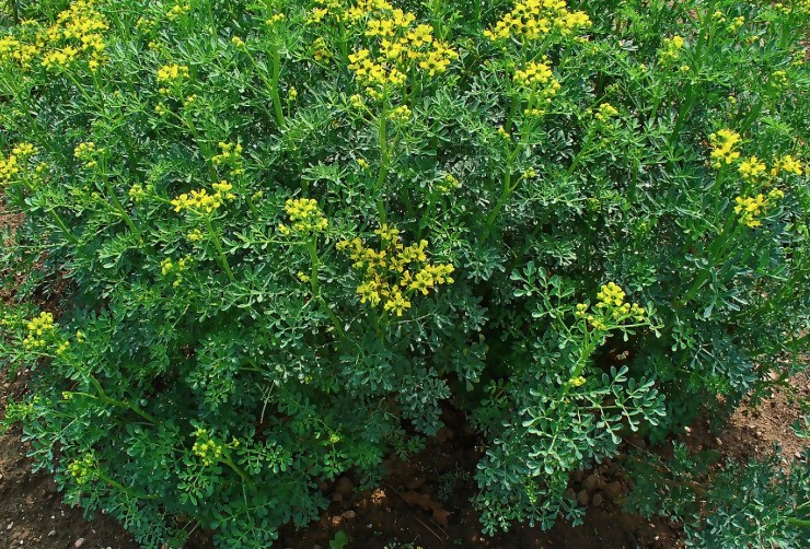 Ruta graveolens