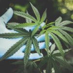 How to Grow Legal Cannabis