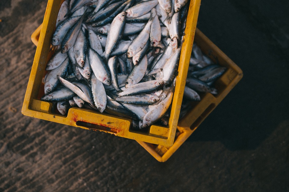 6 Factors to Consider When Choosing a Seafood Home Delivery Company