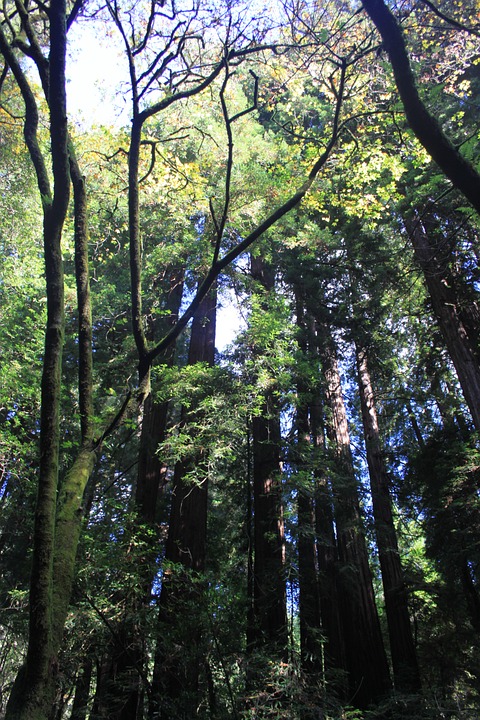Muir Woods
