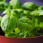 The Easiest Way to Grow Culinary Herbs at Indoors