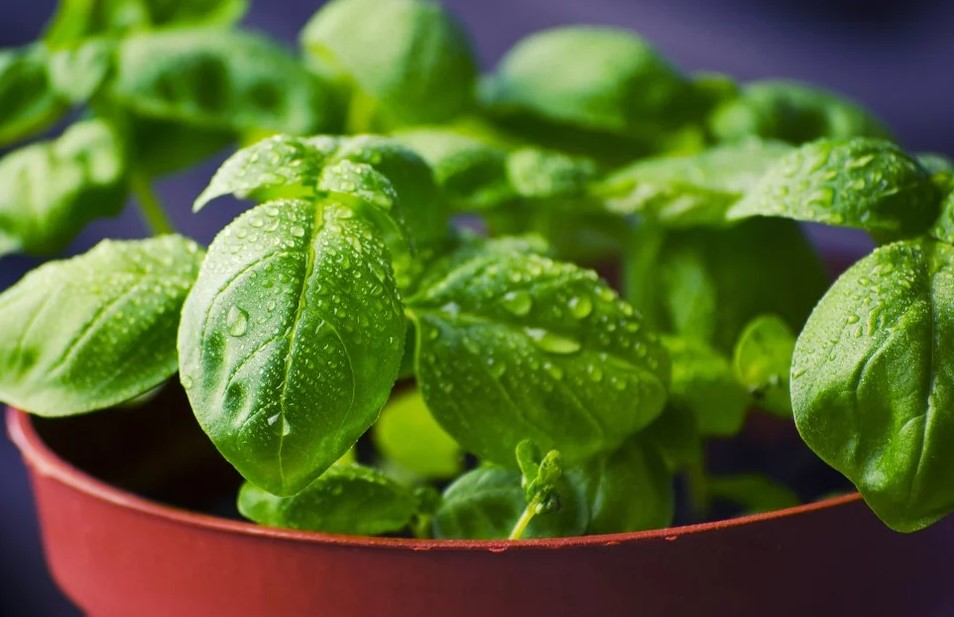 The Easiest Way to Grow Culinary Herbs at Indoors