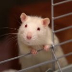 Important Steps to Rid Your House of Rats and Mice Completely