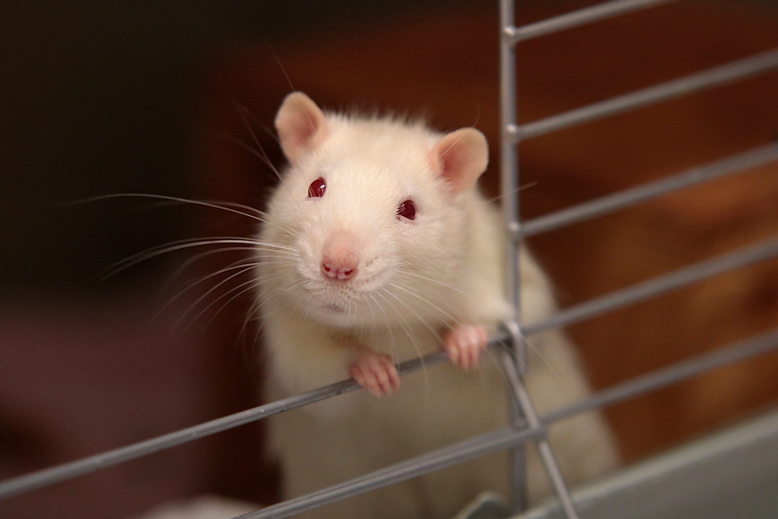 Important Steps to Rid Your House of Rats and Mice Completely