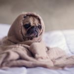 9 Best Pet-Friendly Hotels In India for a Happy 2020 Vacation