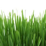 The Proper Way To Clean And Care For Artificial Grass.