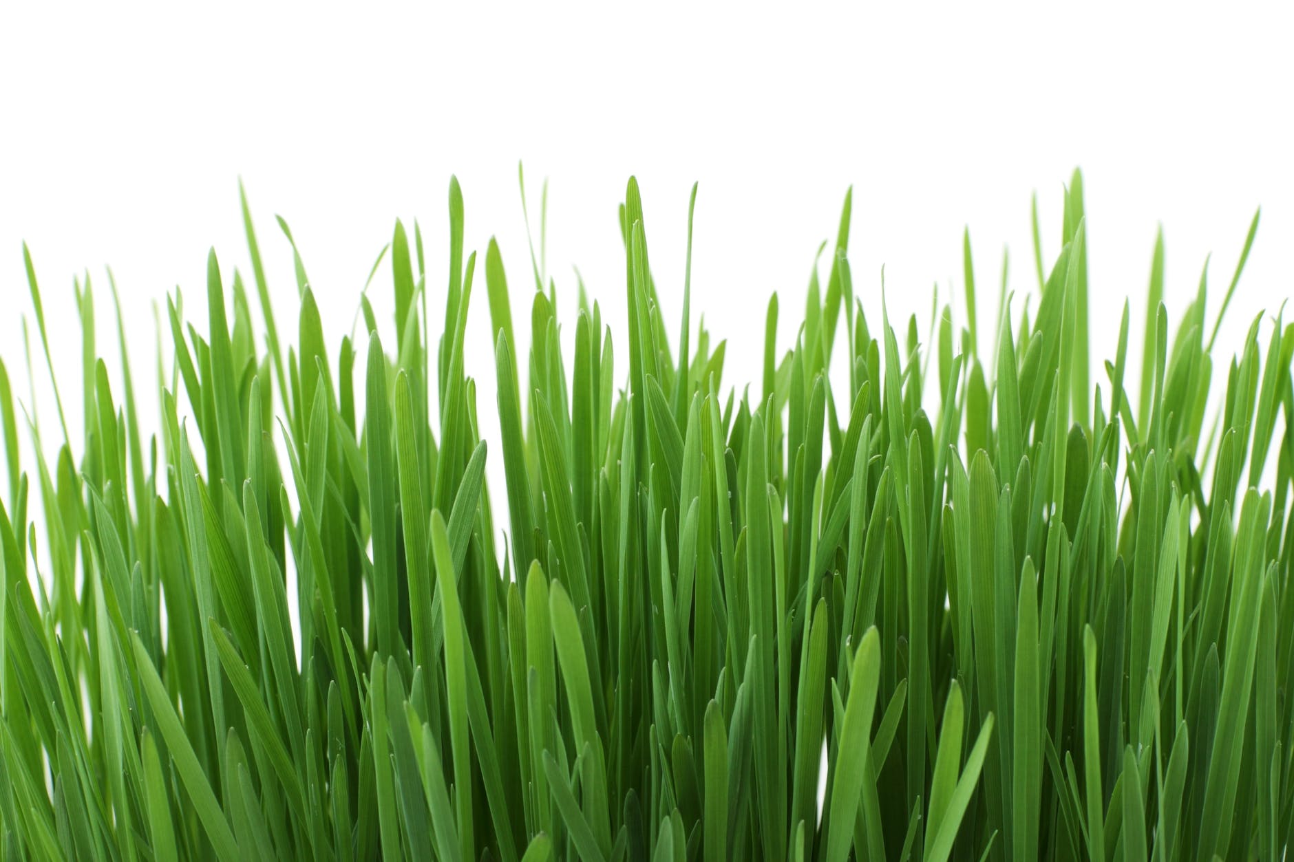 The Proper Way To Clean And Care For Artificial Grass.