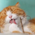 Why You Should Not Toilet Train Your Cat?