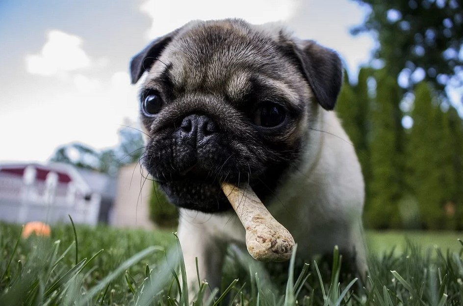 How Can Dog Food Toppers Boost Your Pup’s Nutrition?