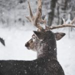 8 Deer Hunting Tips For Beginners