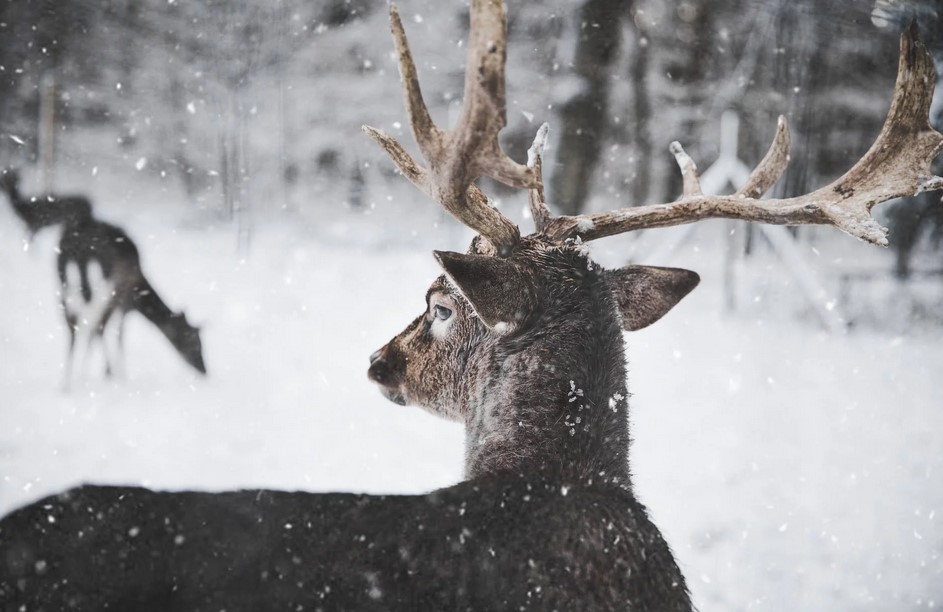 8 Deer Hunting Tips For Beginners