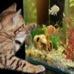 6 Crucial Considerations To Think About Before Starting A Fish Aquarium