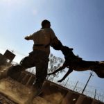 Why You Should go for Newport Beach Dog Bite Lawyer for Dog Bite Case?