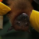 What Options Does A Homeowner Have For Humane Bat Removal?