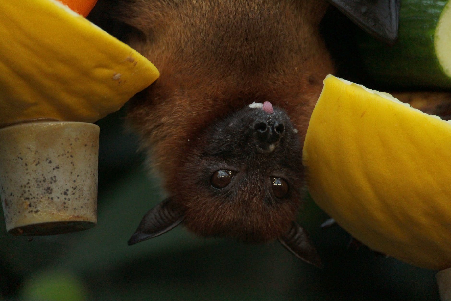 What Options Does A Homeowner Have For Humane Bat Removal?
