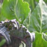 The Worst Animal Pests for Your Home Garden